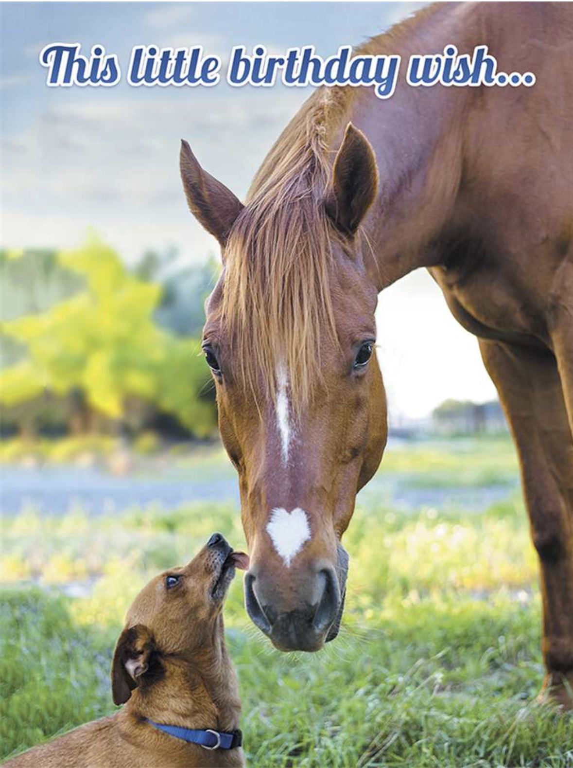 Horse Birthday Card