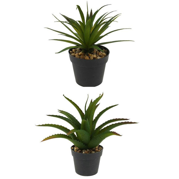 Decorative Aloe Plant