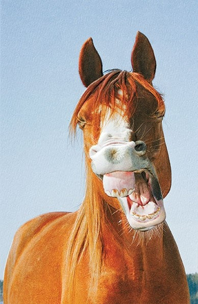Pumpernickel Press Horse Laugh Greeting Card