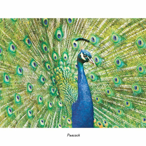 Pumpernickel Peacock Blank Card